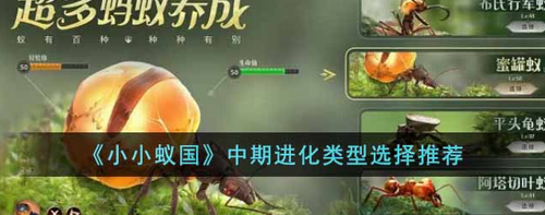 小小蚁国中期进化选择指南  