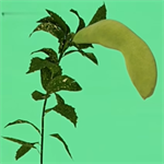 植物大战僵尸写实版3D策略真实战场v3.0.3 无限阳光版